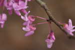 Eastern redbud